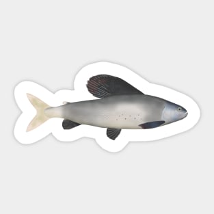 East Siberian Grayling Sticker